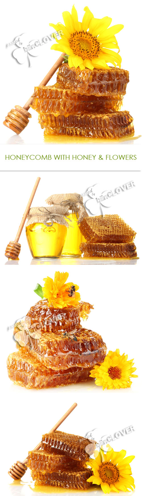 Honeycomb with honey and flowers 0216