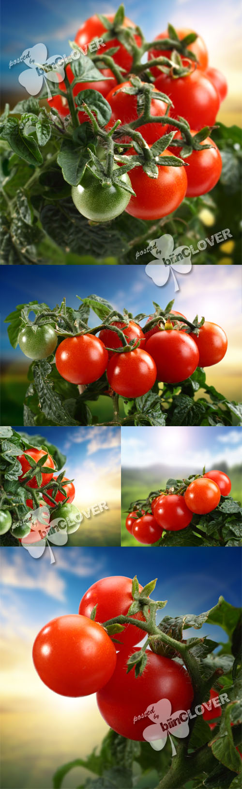 Fresh ripe tomatoes 0231