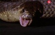  .  -   / Cobra. King of Snakes (1997) SATRip