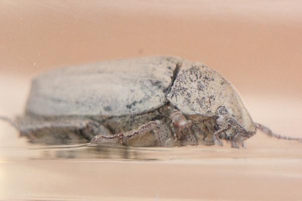 Насекомые №67 Белый бриллиантовый жук (Cyphochilus sp.)