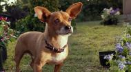 Крошка из Беверли-Хиллз 3 / Beverly Hills Chihuahua 3: Viva La Fiesta! (2012) HDRip